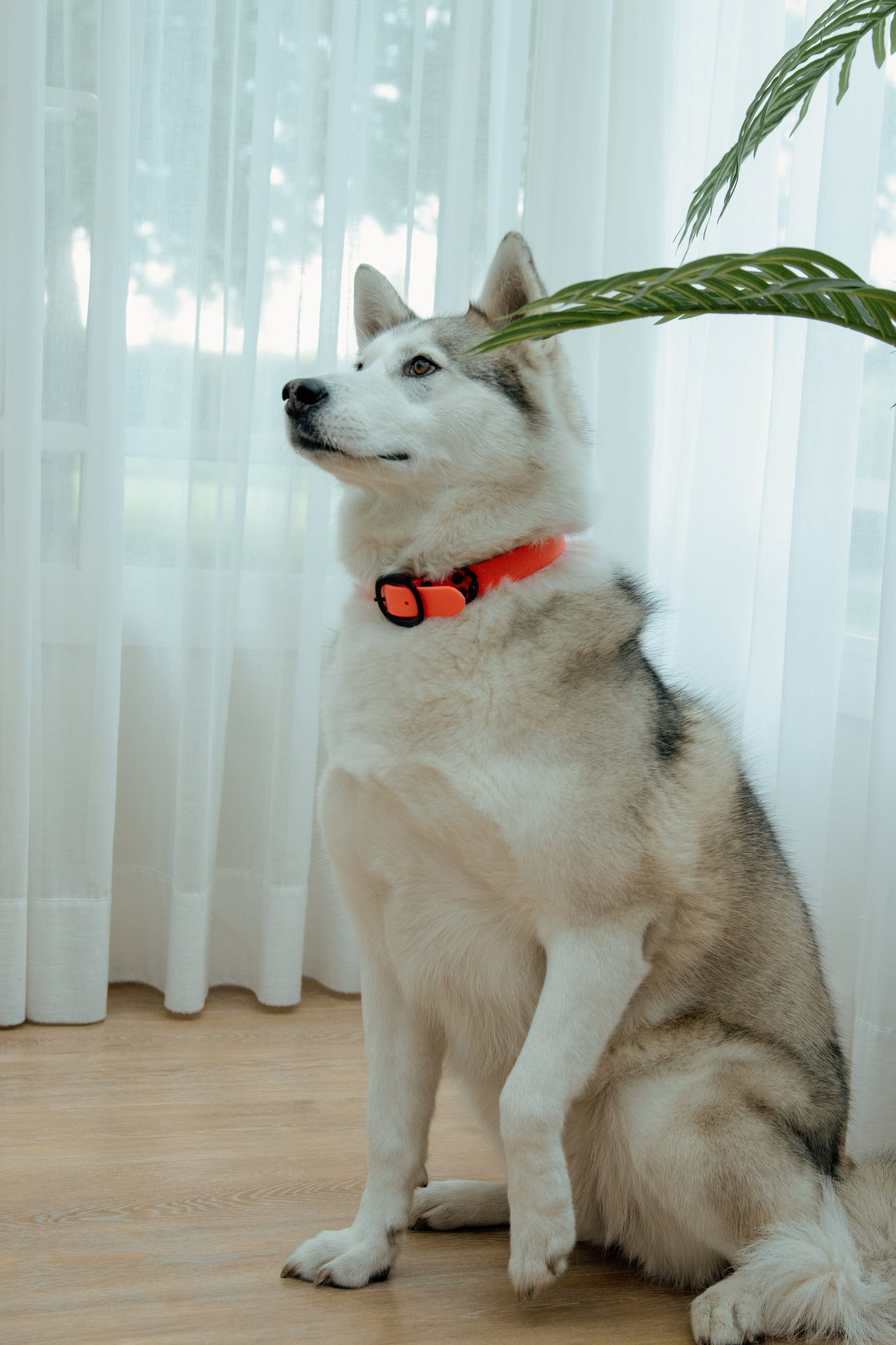 Collier pour chien Soft Rubber - Kentucky