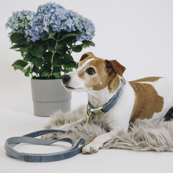 Velvet dog collar - Kentucky