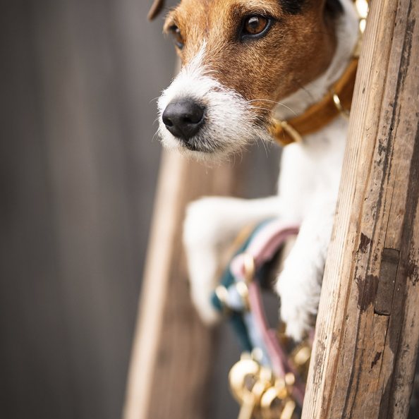 Velvet dog collar - Kentucky