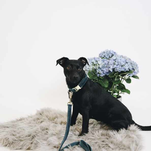 Laisse pour chien Velvet 120 cm - Kentucky
