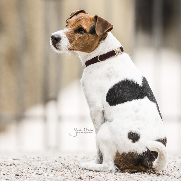 Corduroy dog collar - Kentucky
