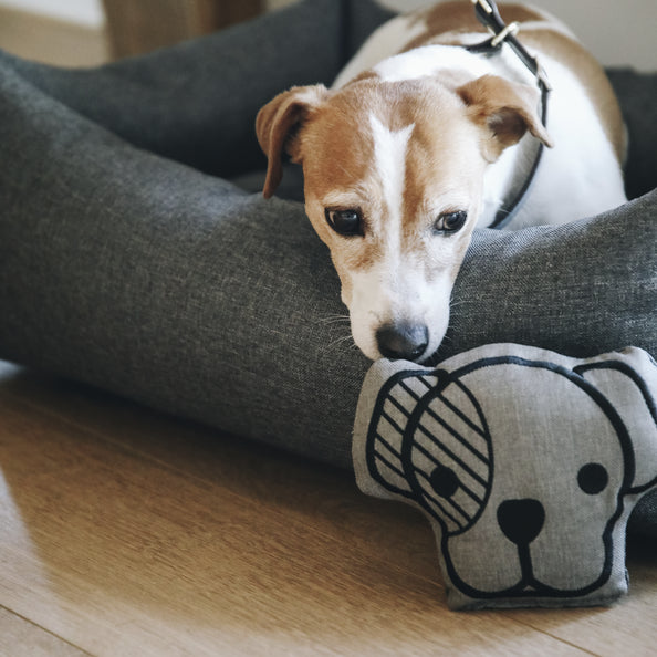 Jouet pour chien Dog Head - Kentucky