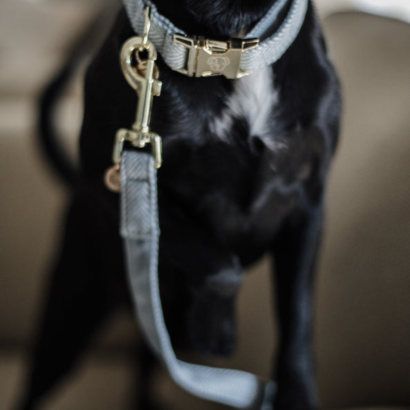 Laisse pour chien Wool - Kentucky