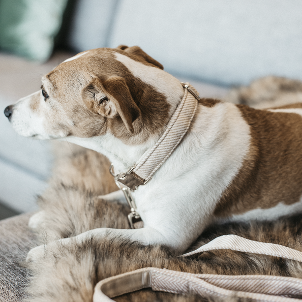 Collier pour chien Wool - Kentucky
