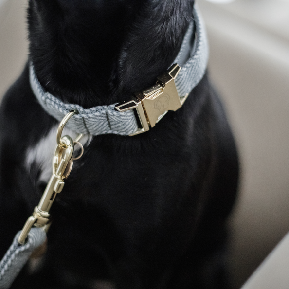 Collier pour chien Wool - Kentucky