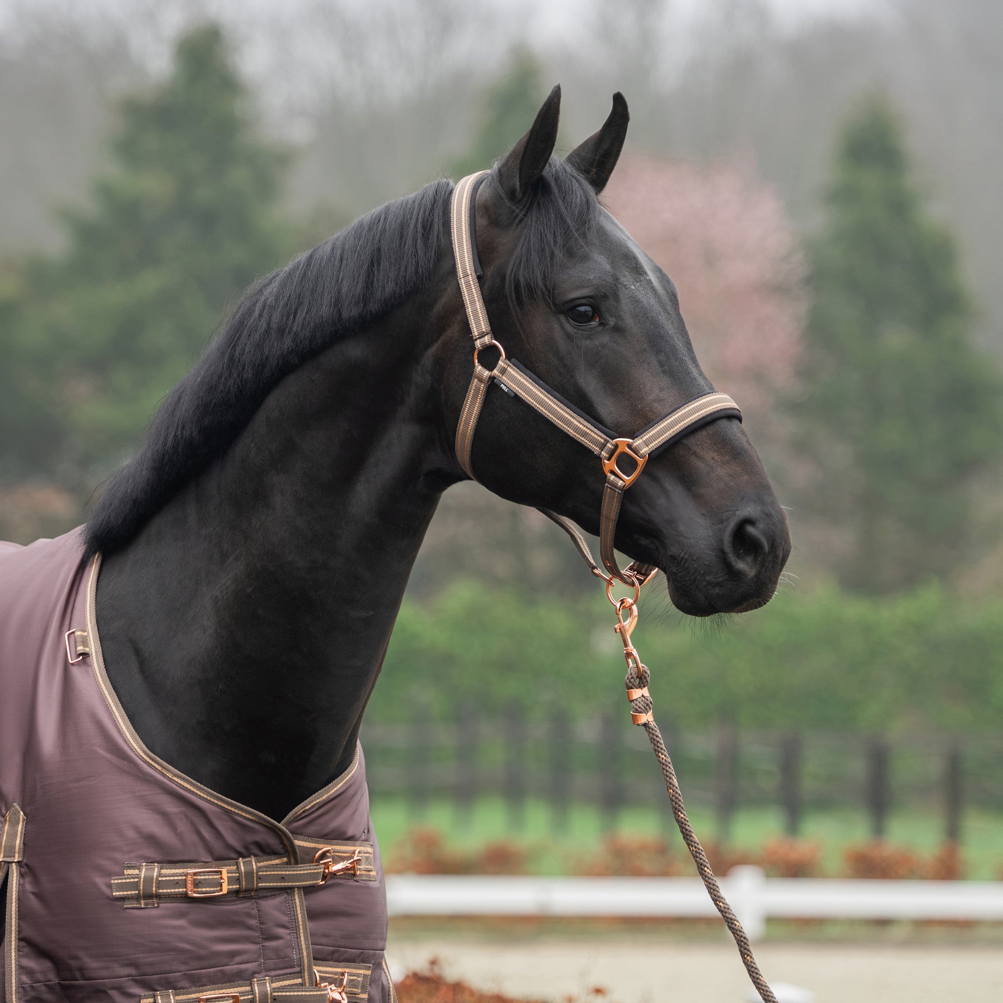 Licol et longe Deluxe- HORKA