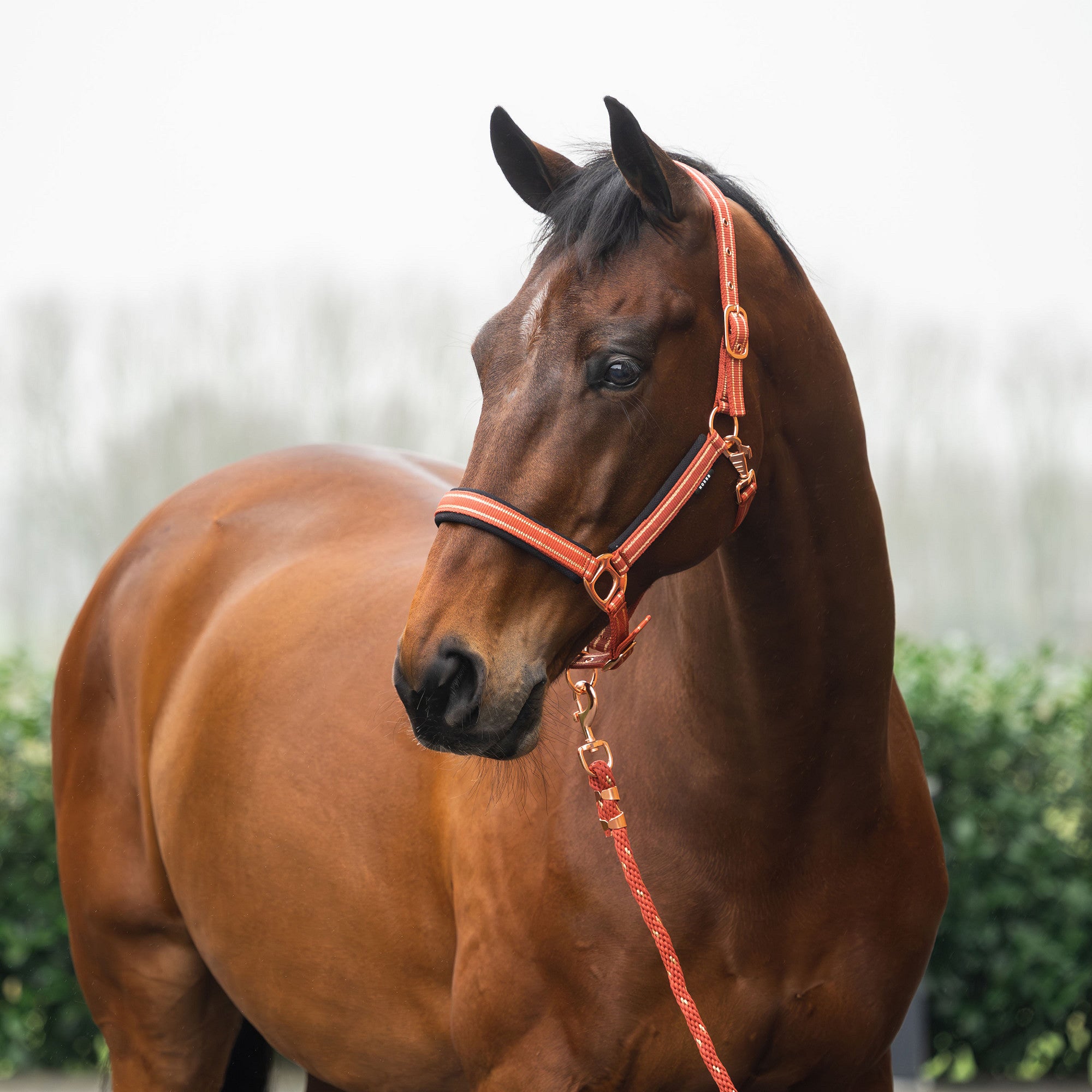 Licol et longe Deluxe- HORKA