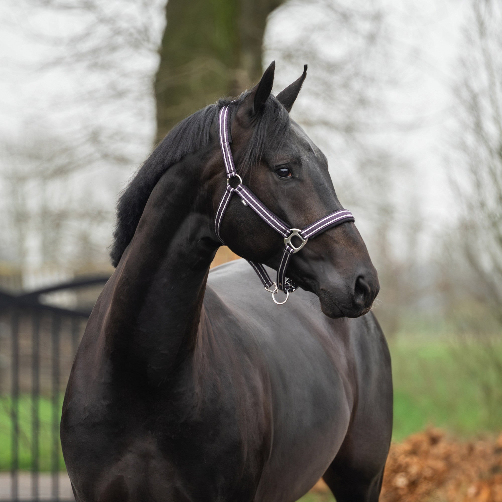 Licol et longe Deluxe- HORKA