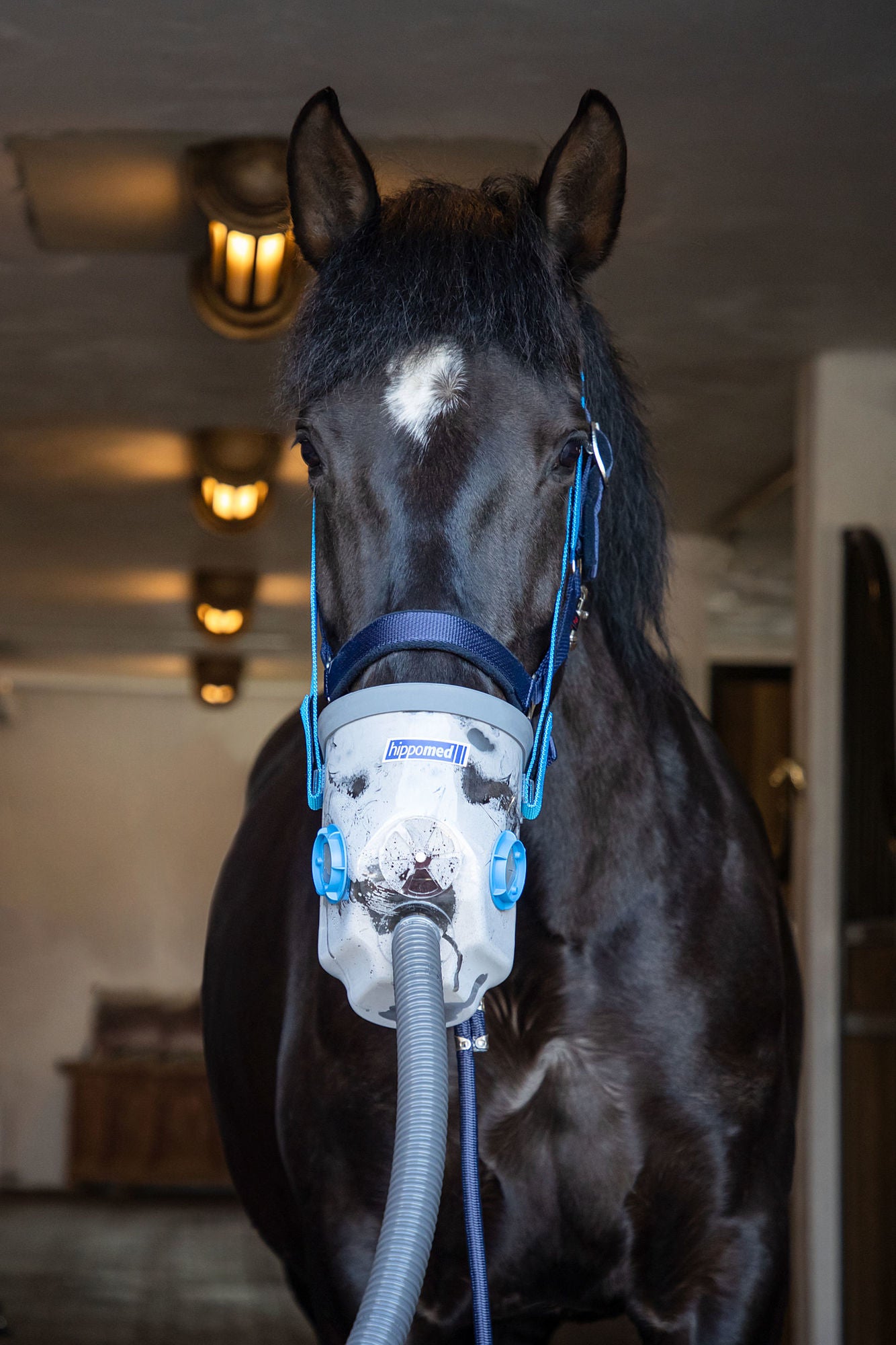 Nebulisateur à ultrasons pour chevaux AirOne - Hippomed
