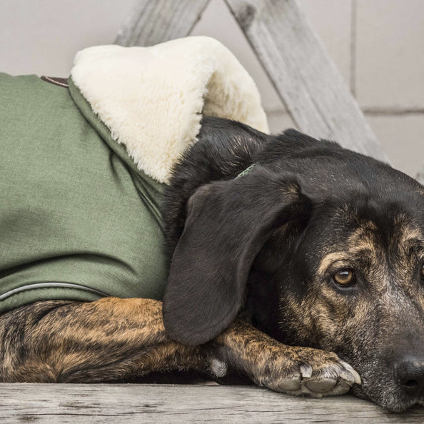 Manteau imperméable pour chien 300g - Kentucky