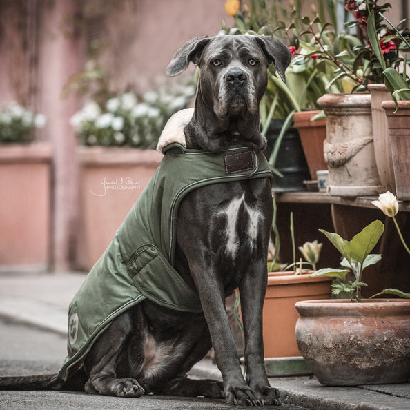 Manteau imperméable pour chien 300g - Kentucky