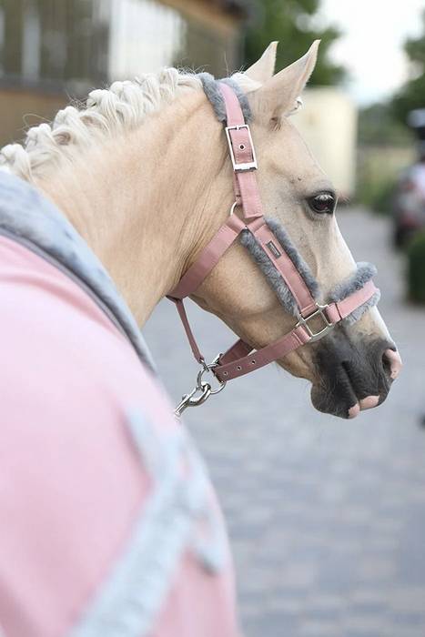 Licol doublé mouton et longe Equestrian Stockholm - Pink
