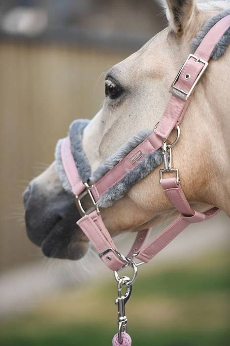 Licol doublé mouton et longe Equestrian Stockholm - Pink