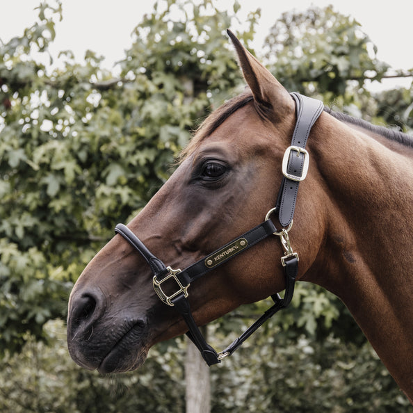Anatomical leather halter - Kentucky