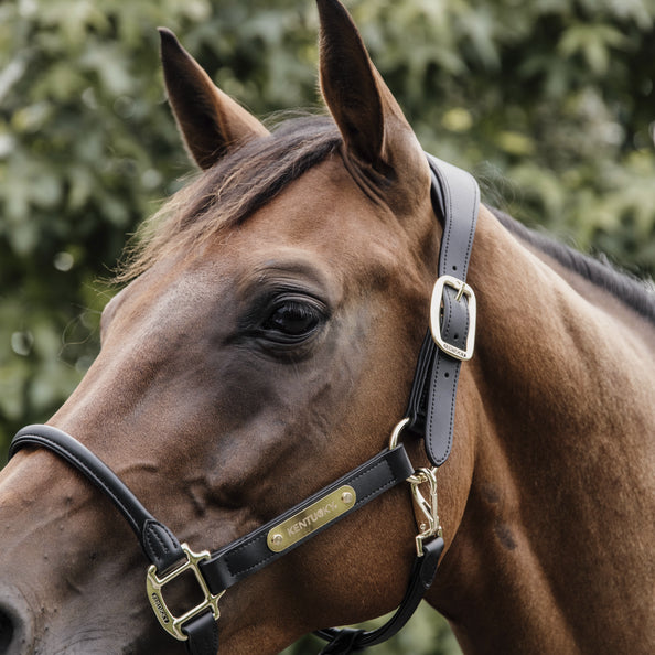 Anatomical leather halter - Kentucky