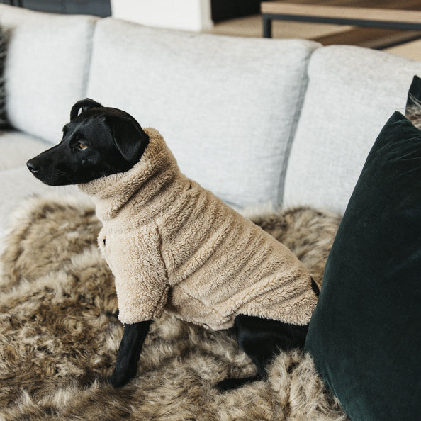 Pull pour chien Teddy Fleece - Kentucky