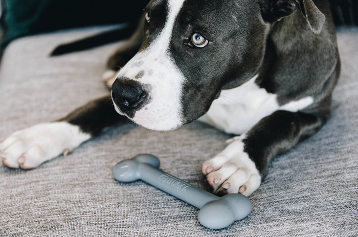 Jouet pour chien silicone Os - Kentucky