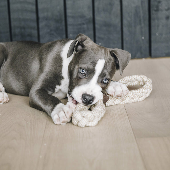 Jouet pour chien corde en coton - Kentucky