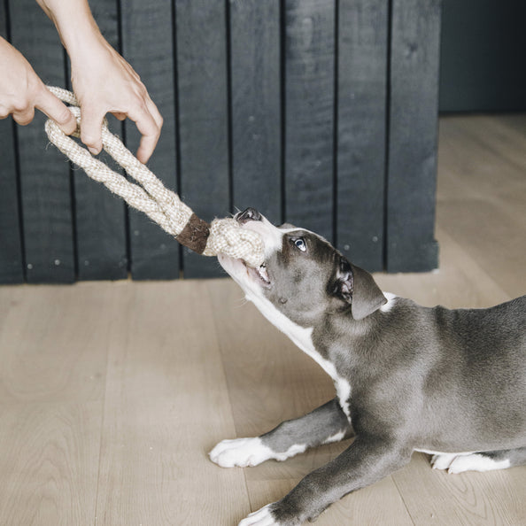 Jouet pour chien corde en coton - Kentucky