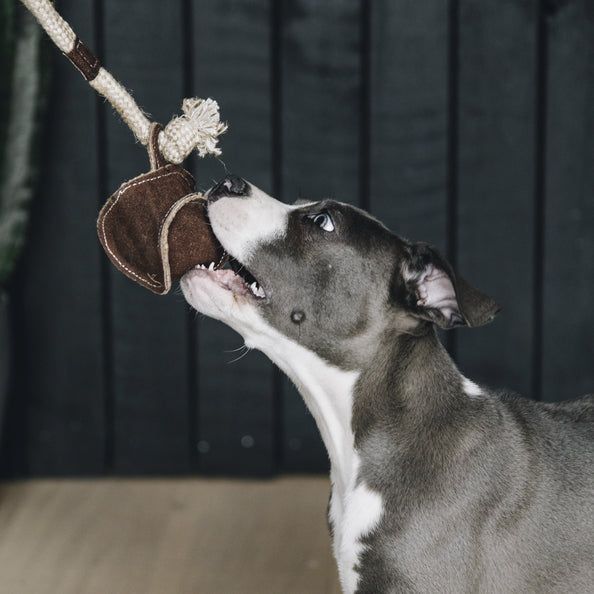 Jouet pour chien avec corde en coton baseball - Kentucky