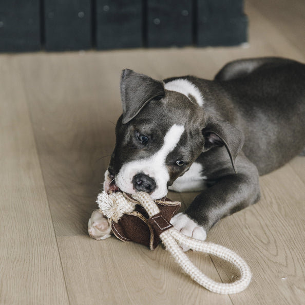 Jouet pour chien avec corde en coton baseball - Kentucky