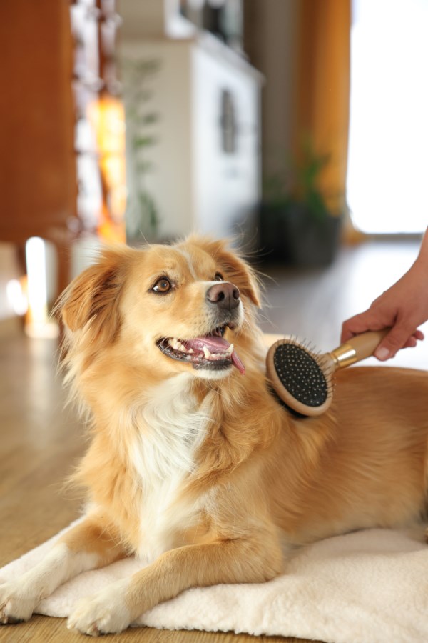 Brosse pour chien double - Magic Brush