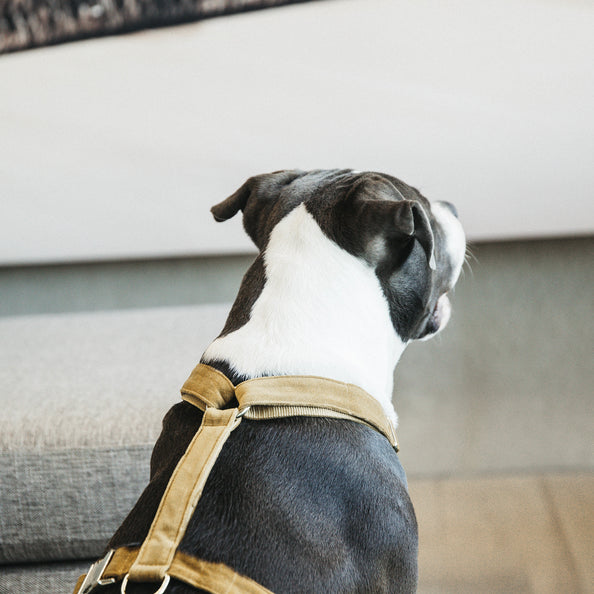 Harnais pour chien Velvet - Kentucky