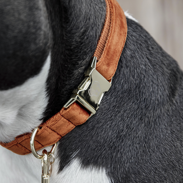 Velvet dog collar - Kentucky