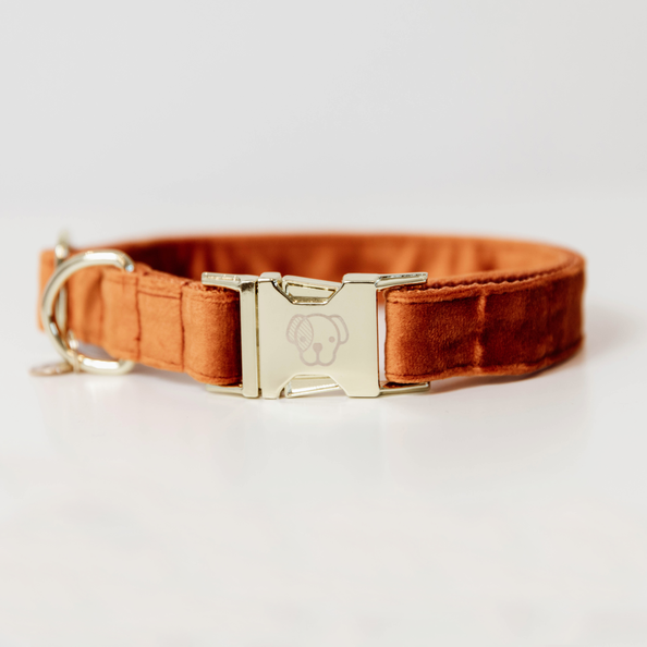 Velvet dog collar - Kentucky