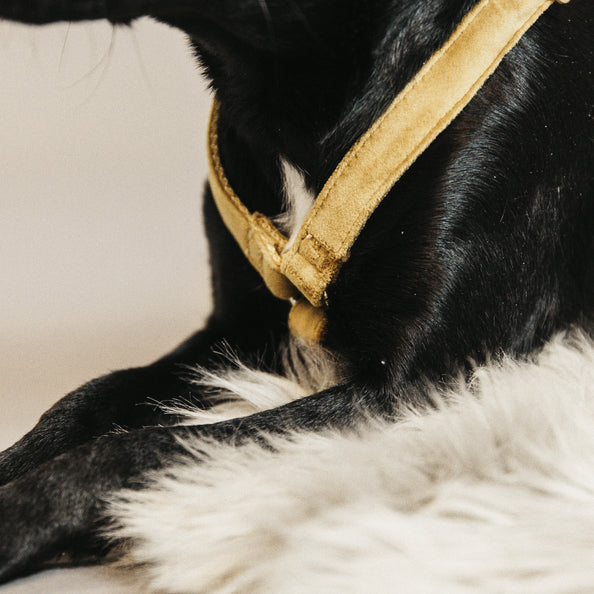 Harnais pour chien Velvet - Kentucky