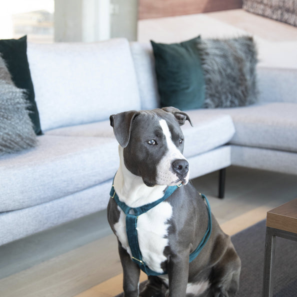 Harnais pour chien Velvet - Kentucky