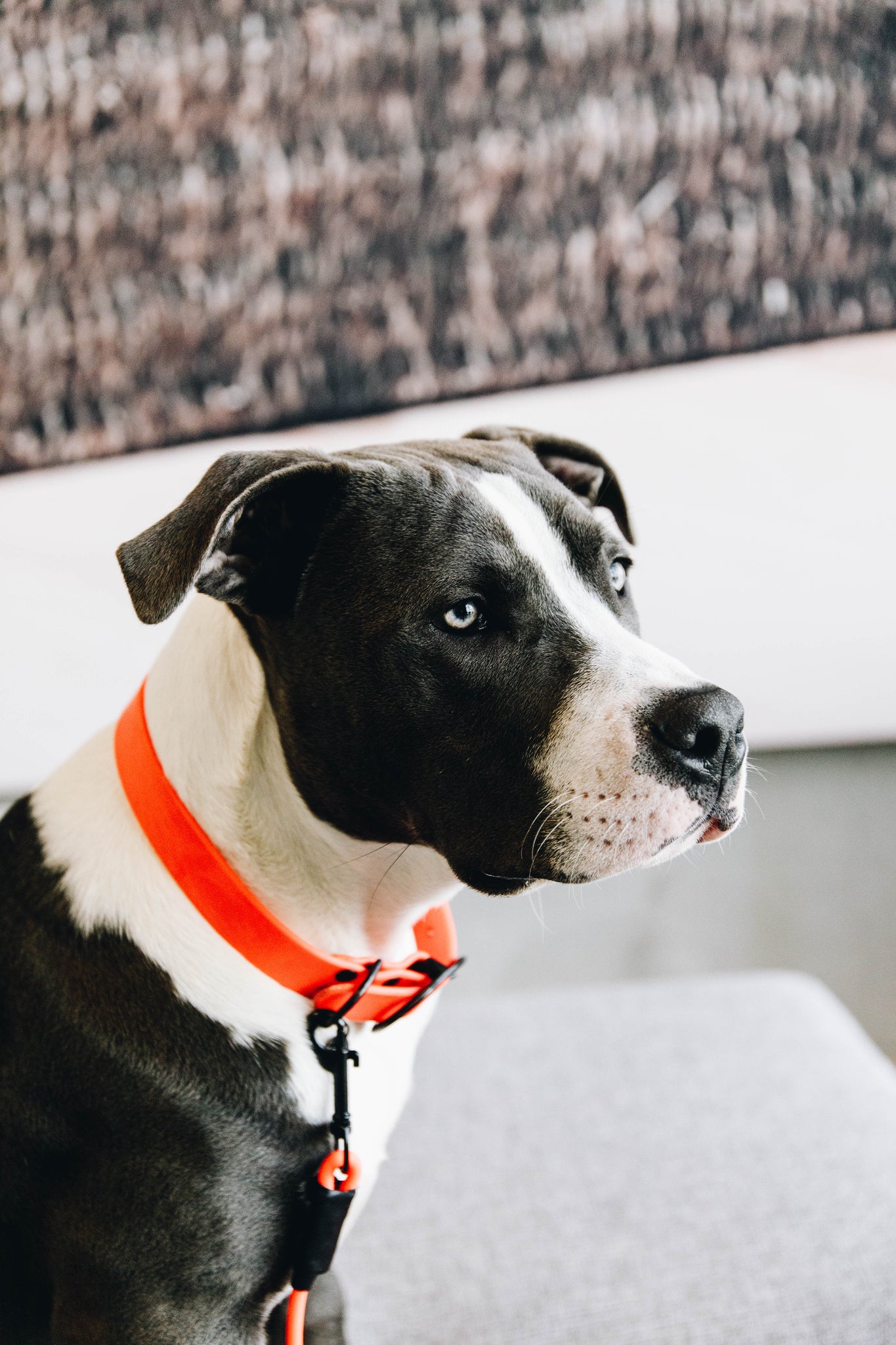 Collier pour chien Soft Rubber - Kentucky