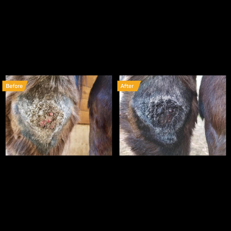 Crème cicatrisante au miel Silver Honey - Absorbine