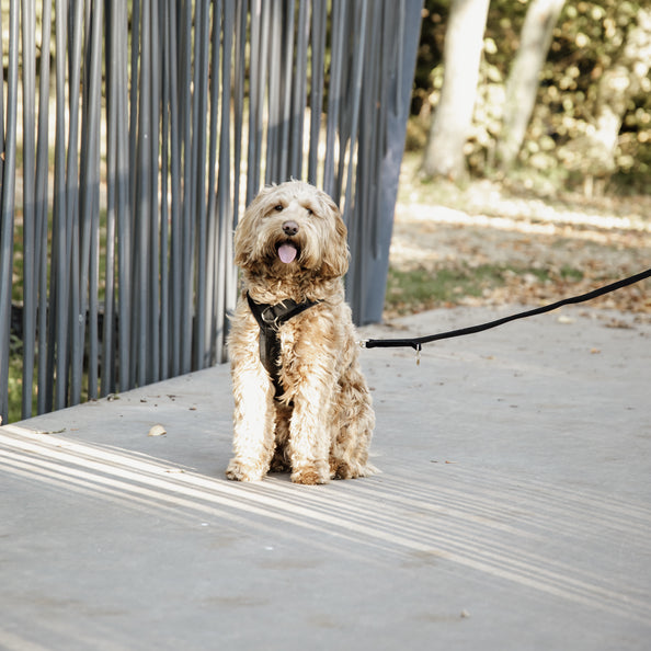 Laisse pour chien Velvet 2m - Kentucky