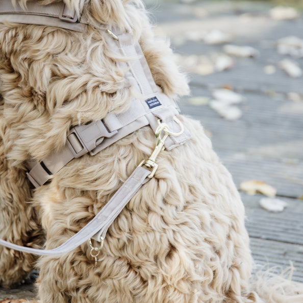 Laisse pour chien Velvet 2m - Kentucky