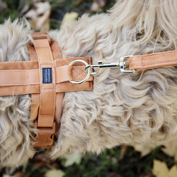 Laisse pour chien Velvet 2m - Kentucky