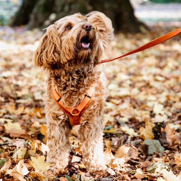 Laisse pour chien Velvet 2m - Kentucky