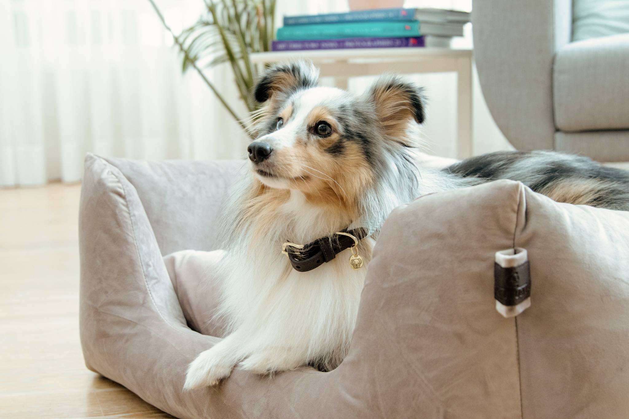 Panier pour chien Velvet - Kentucky