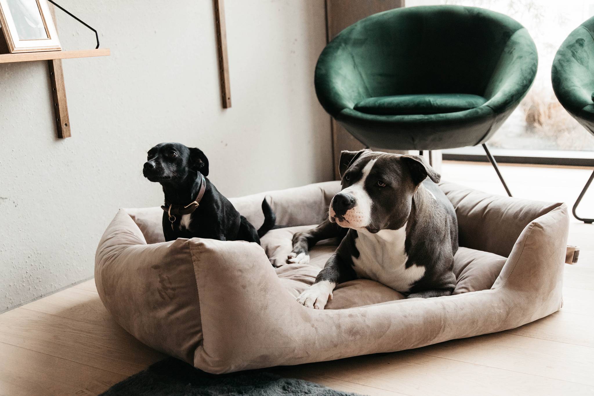 Panier pour chien Velvet - Kentucky