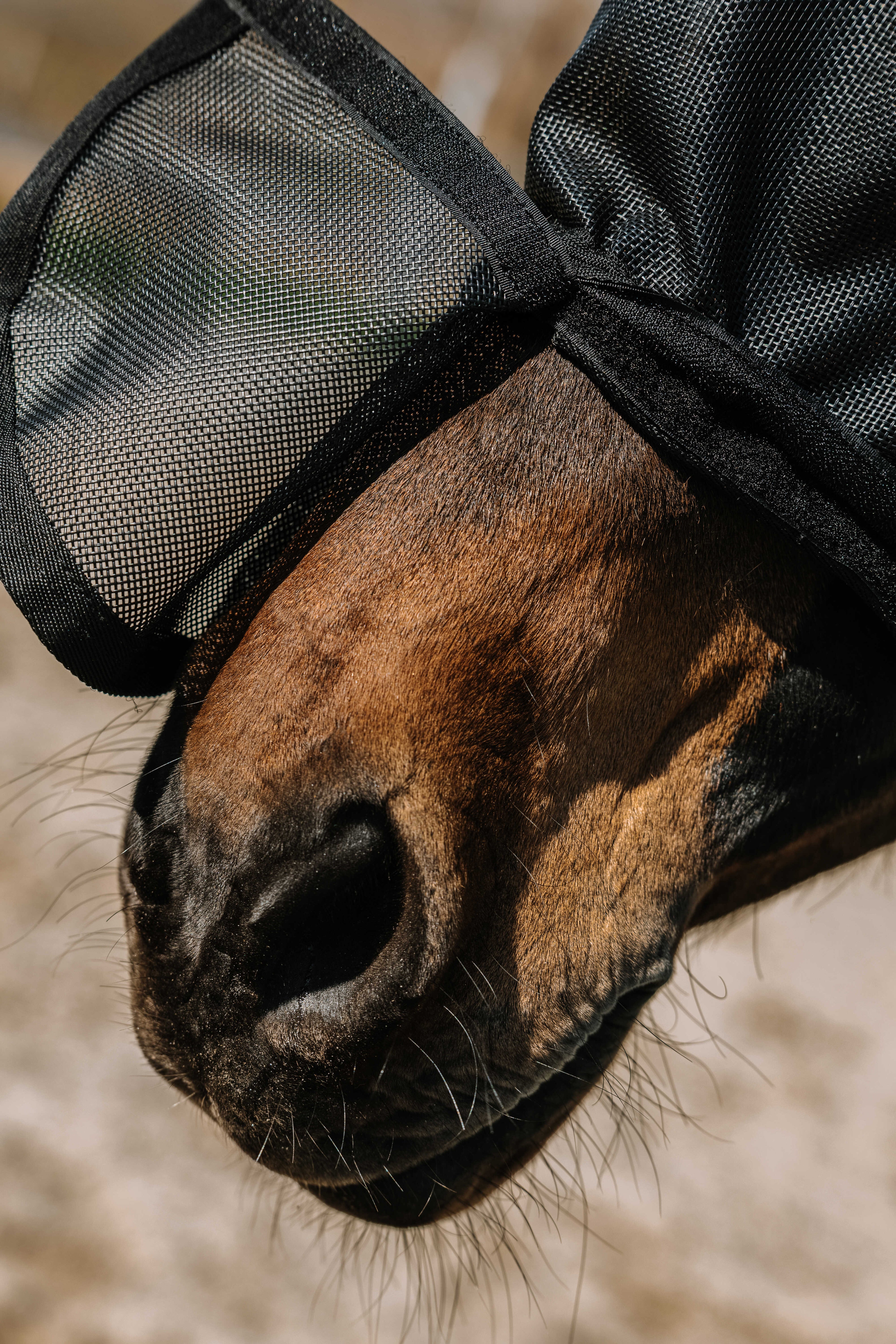 Masque anti mouches et anti UV Protec - EQUITHEME