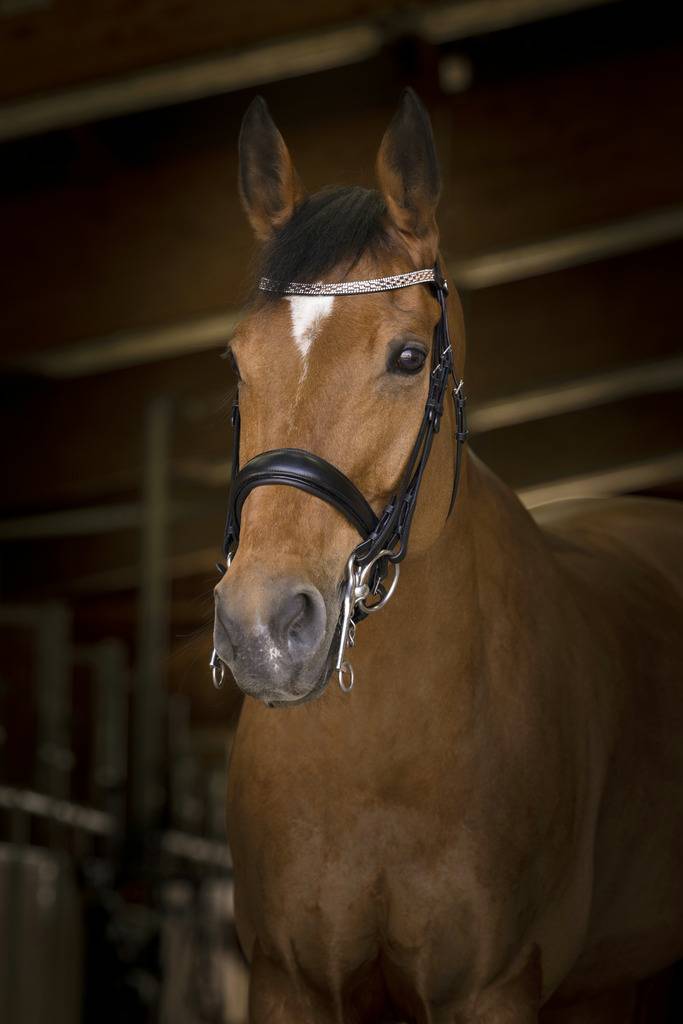 Bride Princesse - Norton