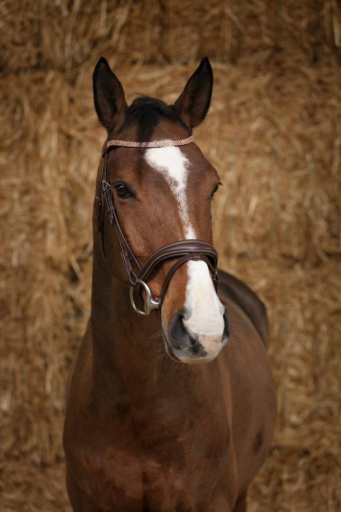 Bridon Brillant - Norton