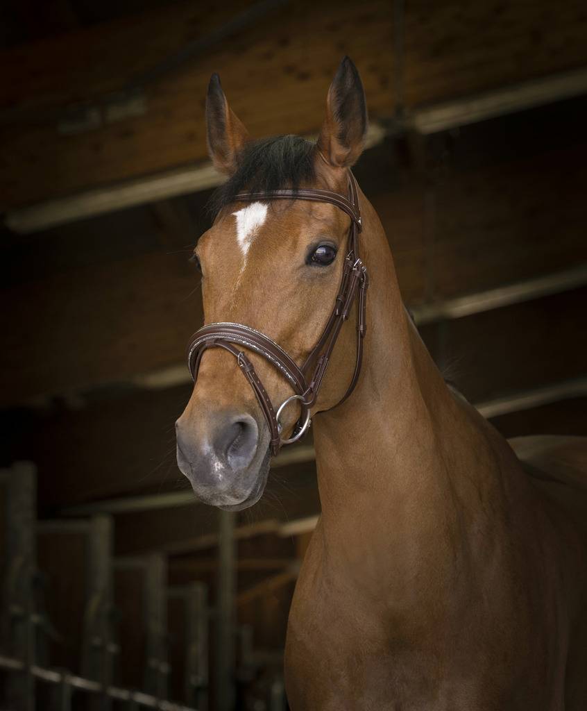 Rock bridle - Norton
