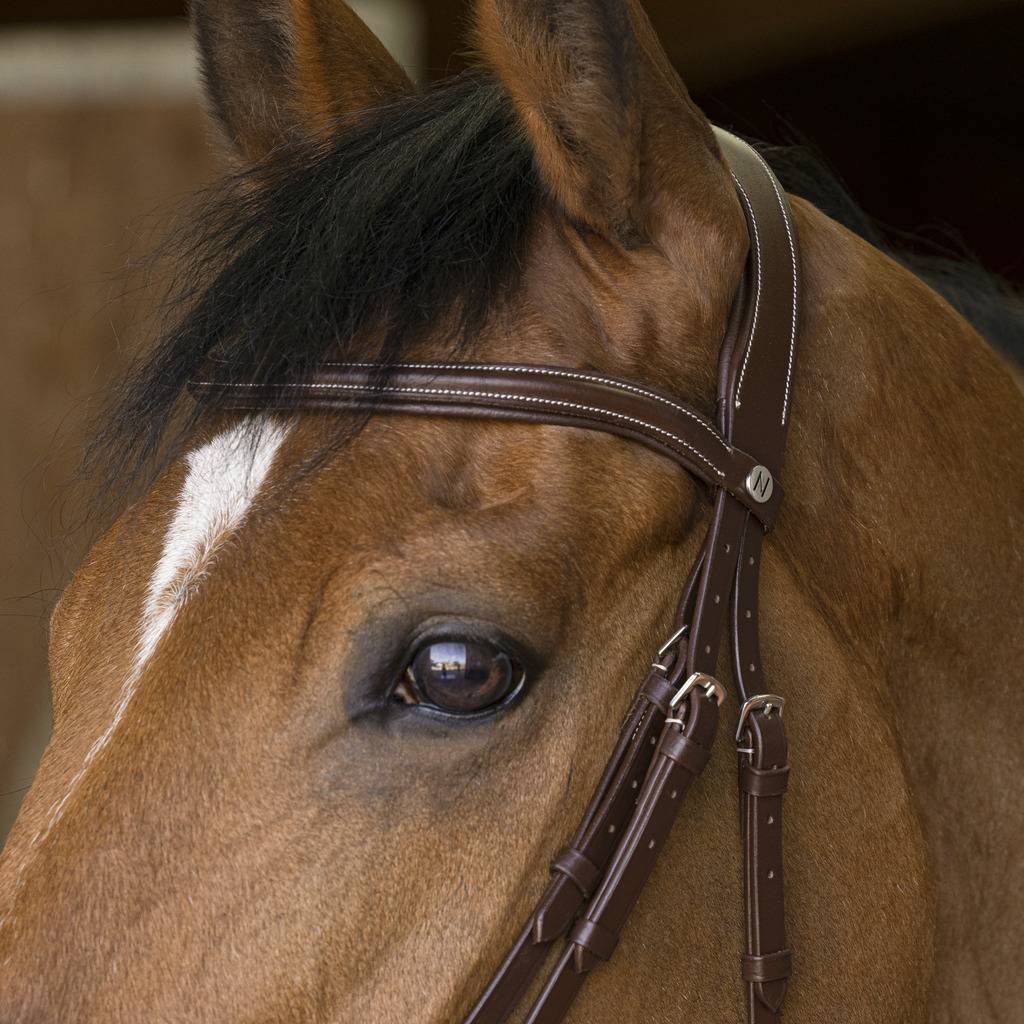 Rock bridle - Norton