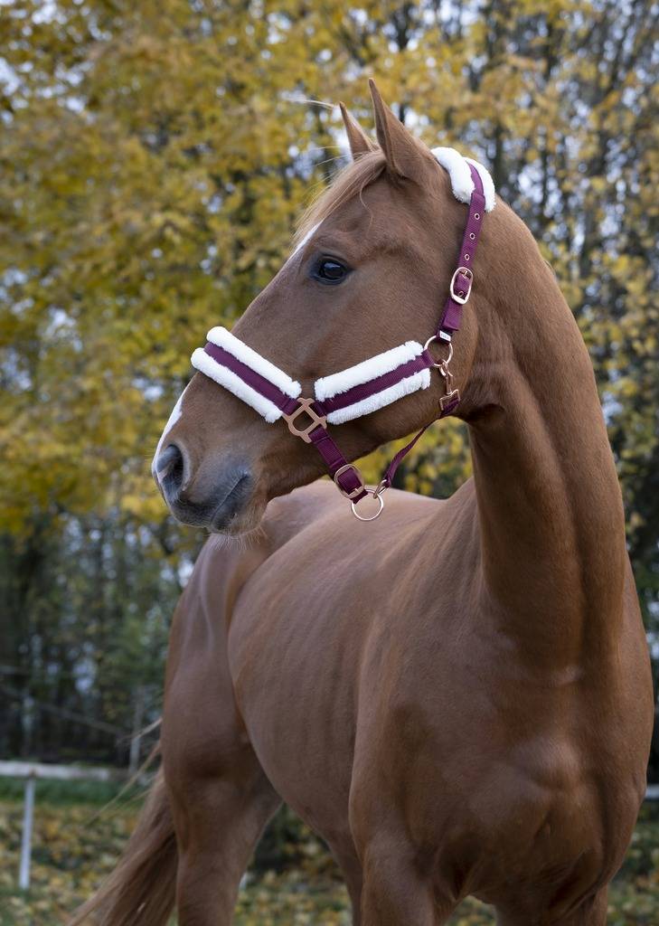 Licol confort - Norton