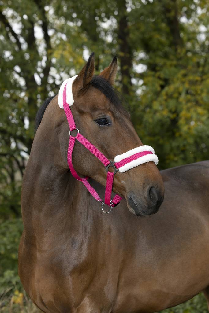 Licol confort - Norton