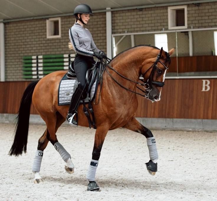 Tapis de selle Sportive Blue Ash - Equestrian Stockholm