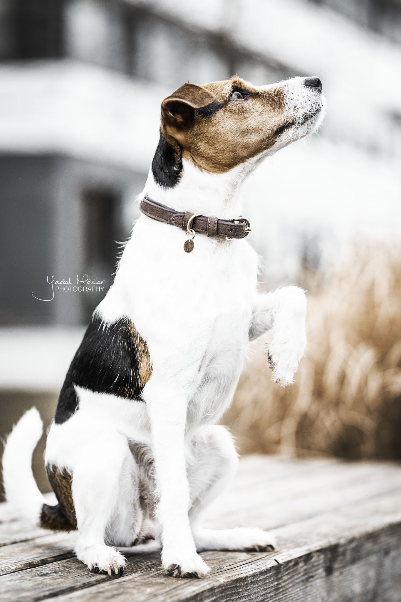 Collier pour chien Velvet Leather - Kentucky
