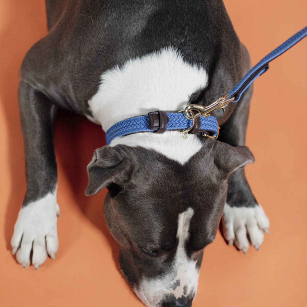Collier pour chien en Nylon tressé - Kentucky