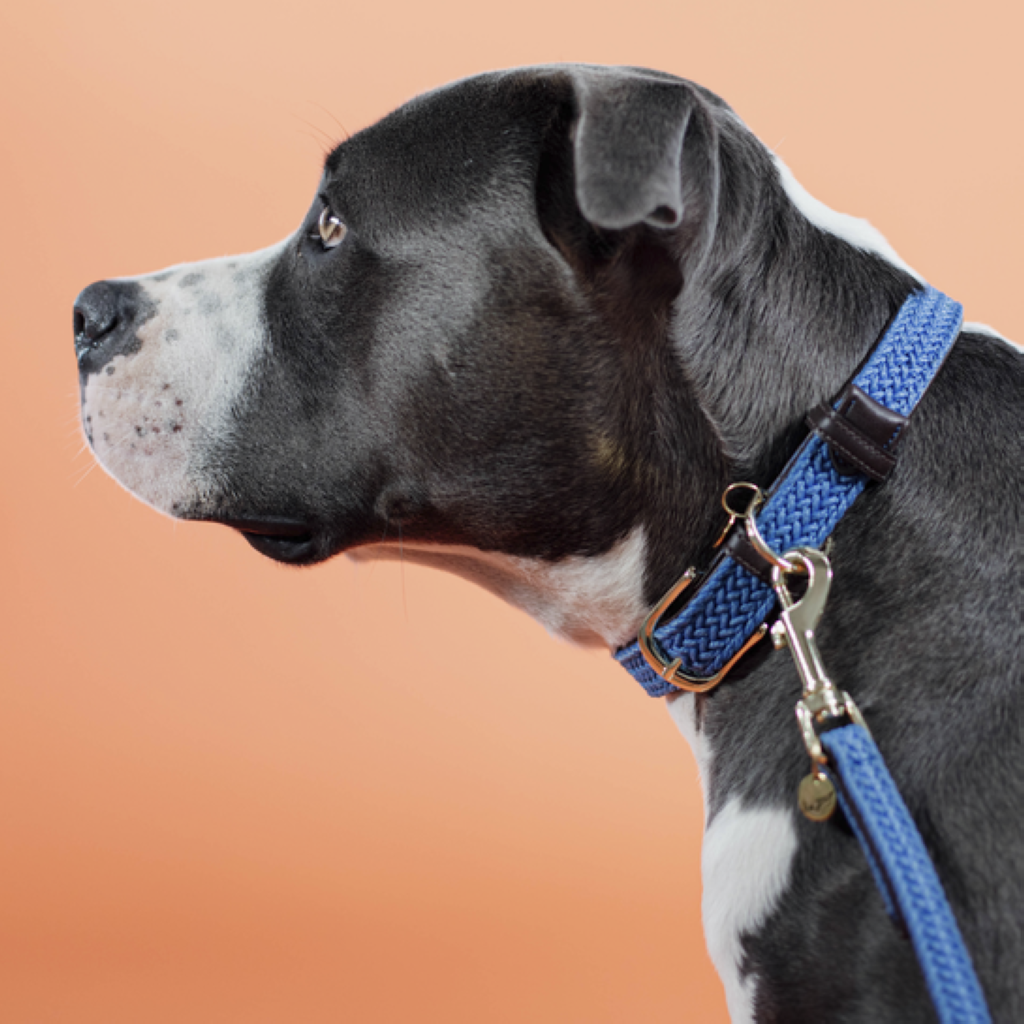 Collier pour chien en Nylon tressé - Kentucky